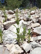 Image de Stachys pilosa var. pilosa