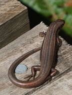 Image of Tasmanian Tree Skink