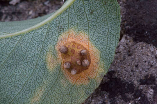 Imagem de Gymnosporangium sabinae (Dicks.) G. Winter 1884