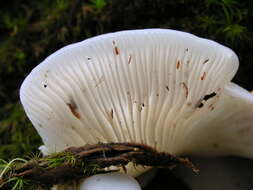 Pleurocybella resmi