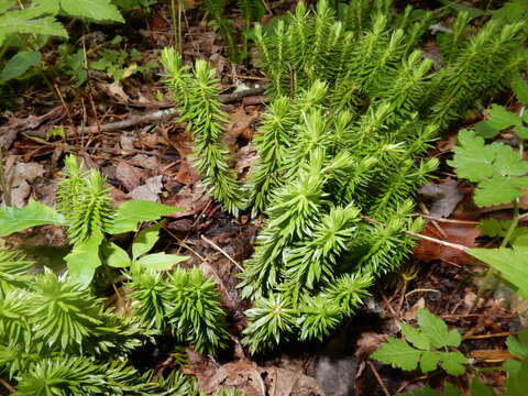 Image of shining clubmoss