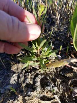 Image of Carolina desert-thorn