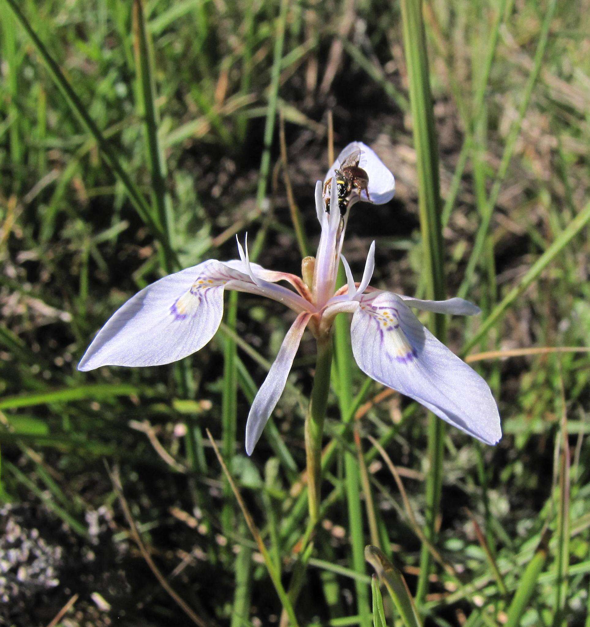 Image of Moraea elliotii Baker