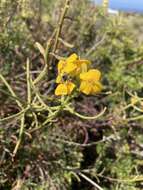 Image of Erysimum suffrutescens (Abrams) Rossbach