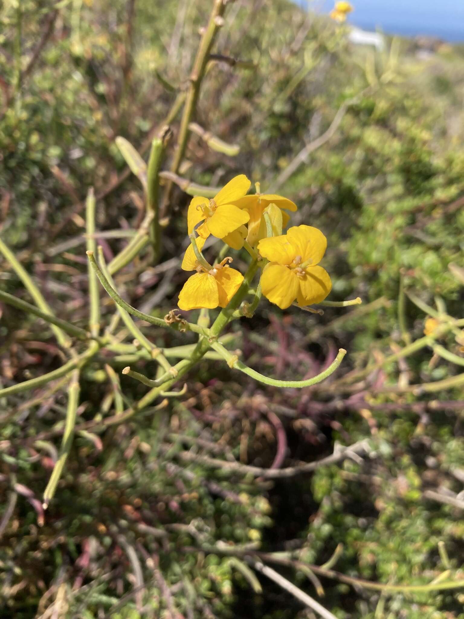 Image of Erysimum suffrutescens (Abrams) Rossbach