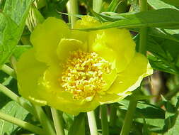 Слика од Paeonia delavayi subsp. ludlowii (Stern & G. Taylor) B. A. Shen