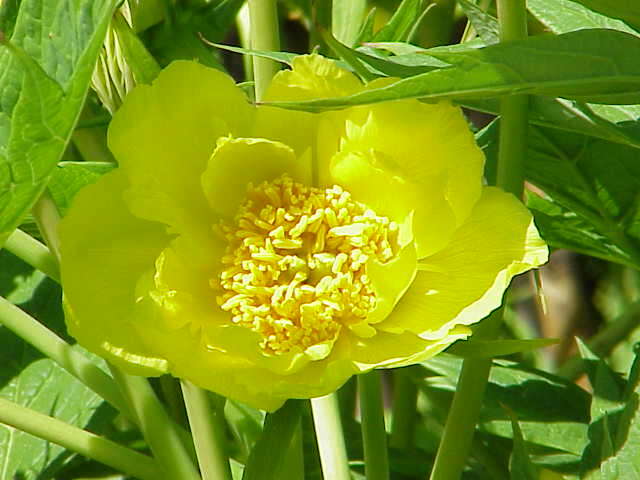 Слика од Paeonia delavayi subsp. ludlowii (Stern & G. Taylor) B. A. Shen