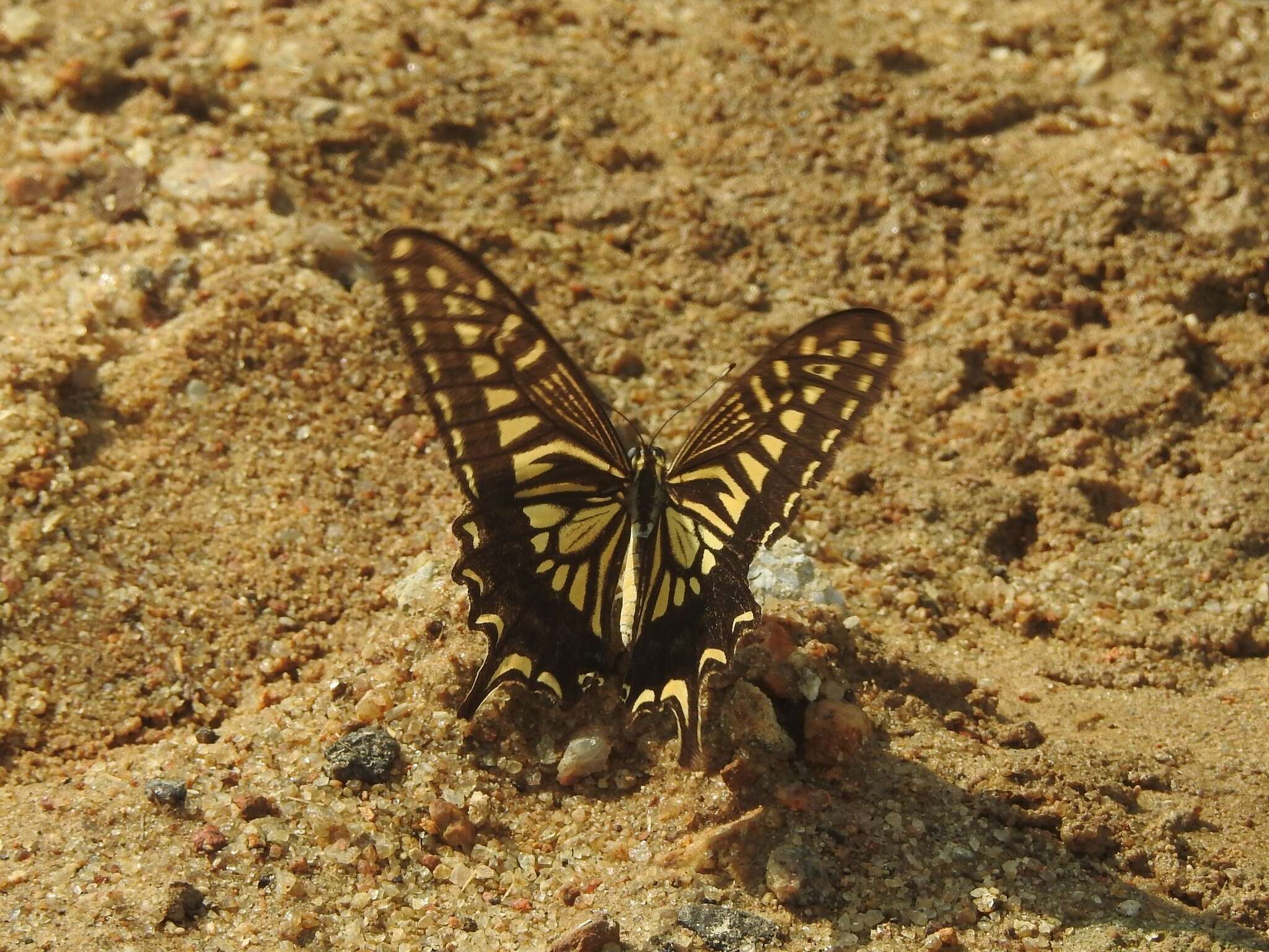 Papilio xuthus Linnaeus 1767 resmi