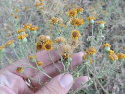 Image of camphorweed