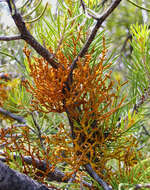 Image of pinyon dwarf mistletoe