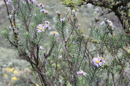 Image of Diplostephium azureum Cuatrec.