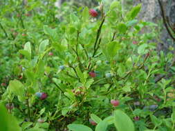 Vaccinium sect. Cyanococcus的圖片