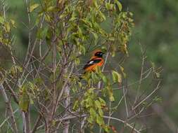 Image of Orange-backed Oriole