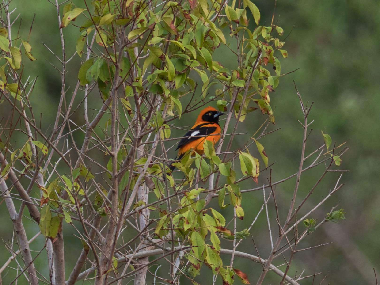 Image of Orange-backed Oriole