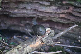 Image of Magellanic Tapaculo