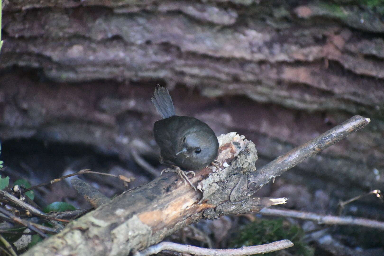 Image of Magellanic Tapaculo