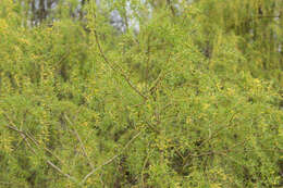 Imagem de Salix sepulcralis Simonk.