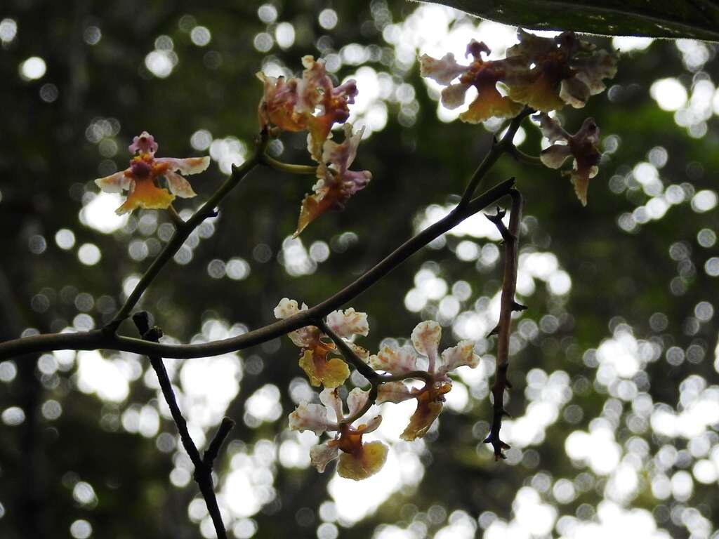 Image of Trichocentrum andreanum (Cogn.) R. Jiménez & Carnevali