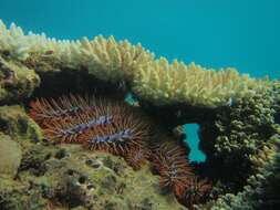 Image of crown of thorns starfish