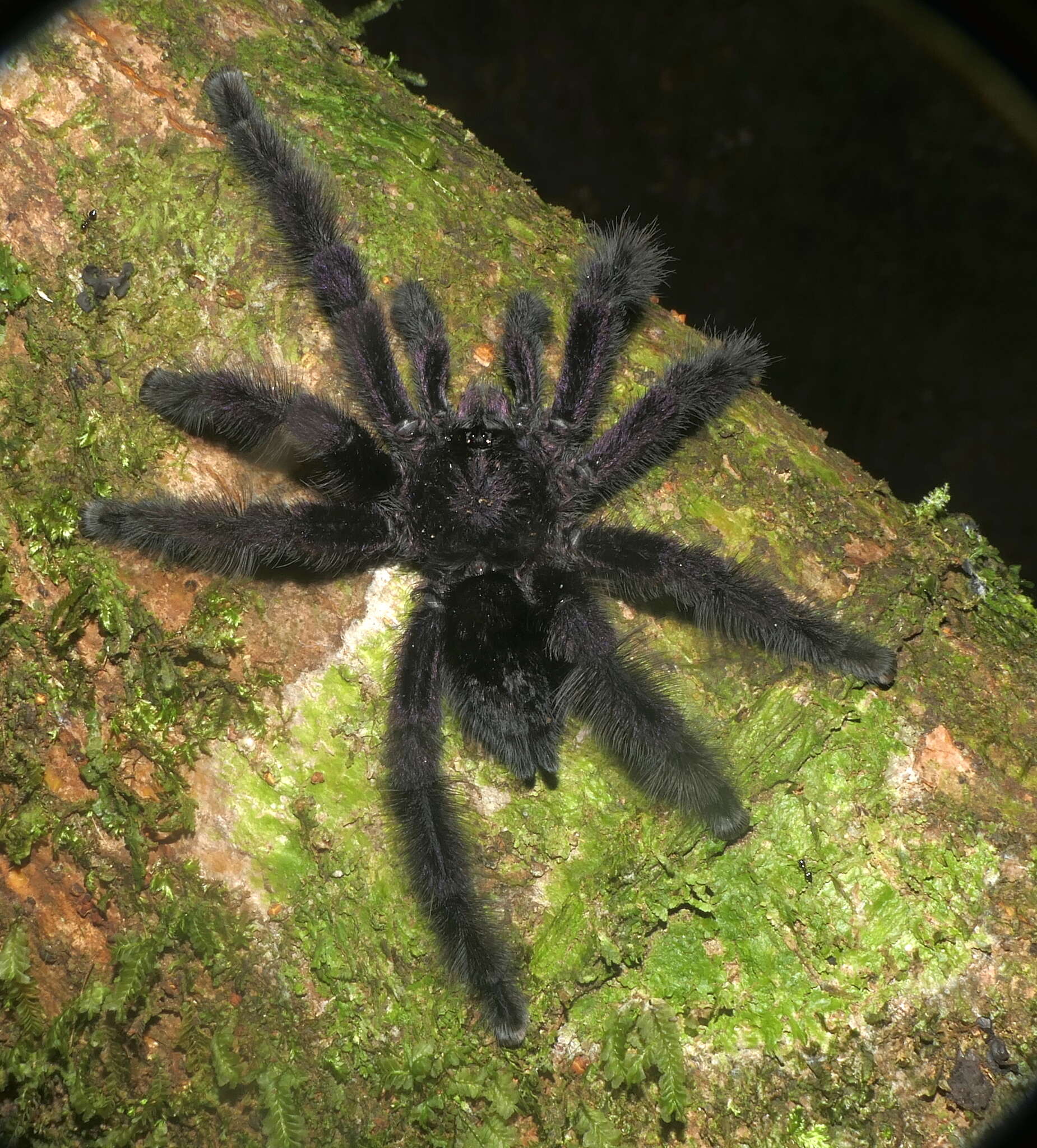 Image of Ecuadorian Purple Tarantula