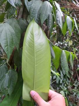 Image of Rhaphidophora australasica F. M. Bailey