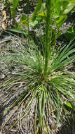 Image of eastern turkeybeard