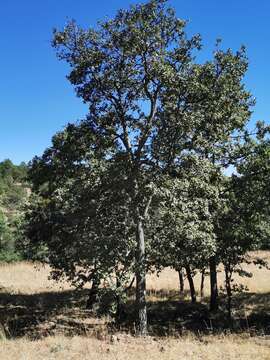 Image of Quercus convallata Trel.