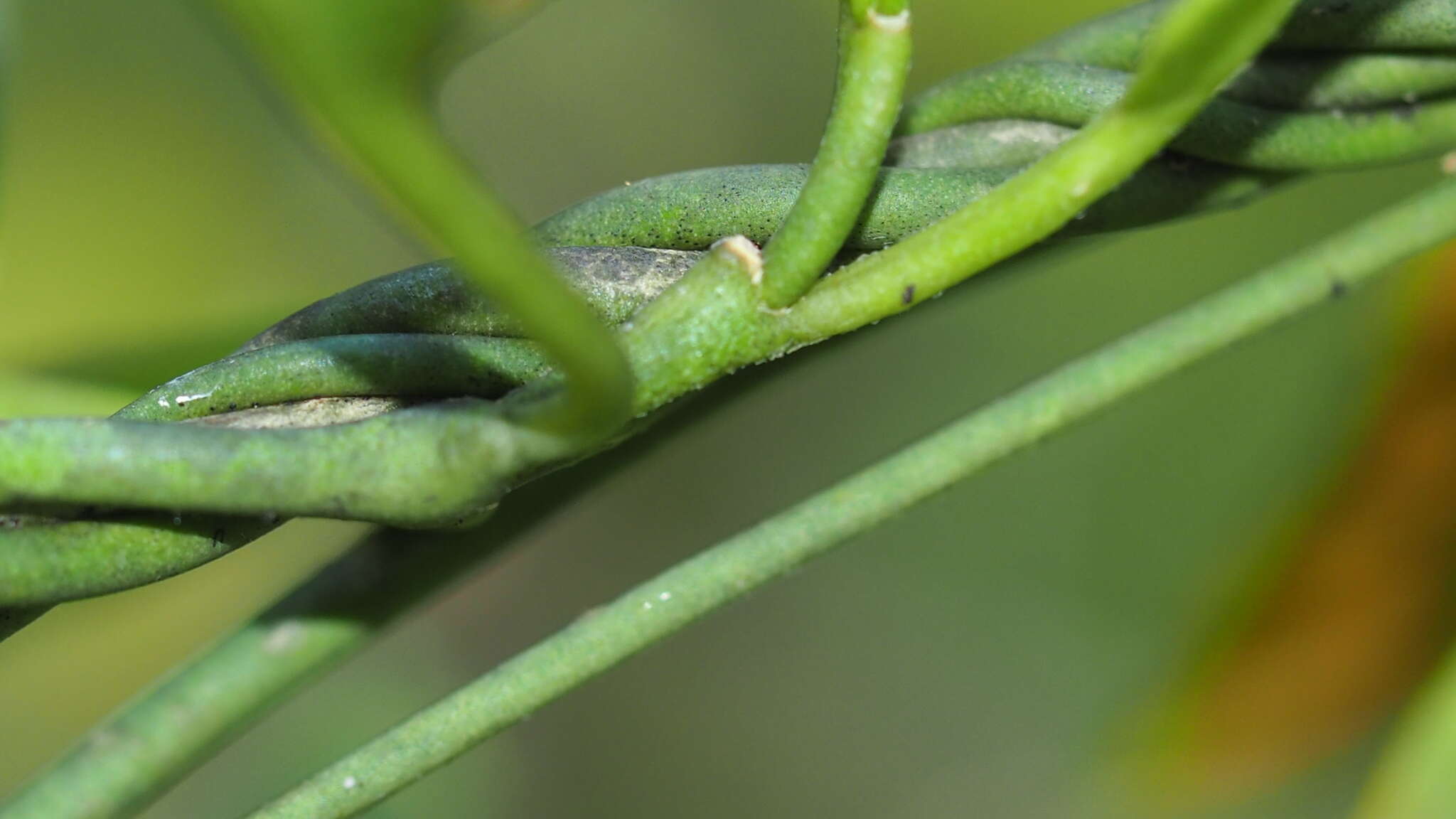 Vincetoxicum carnosum (R. Br.) Benth. resmi