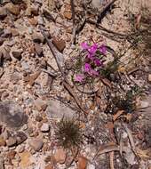 Image of Stylidium lineare Sw. ex Willd.