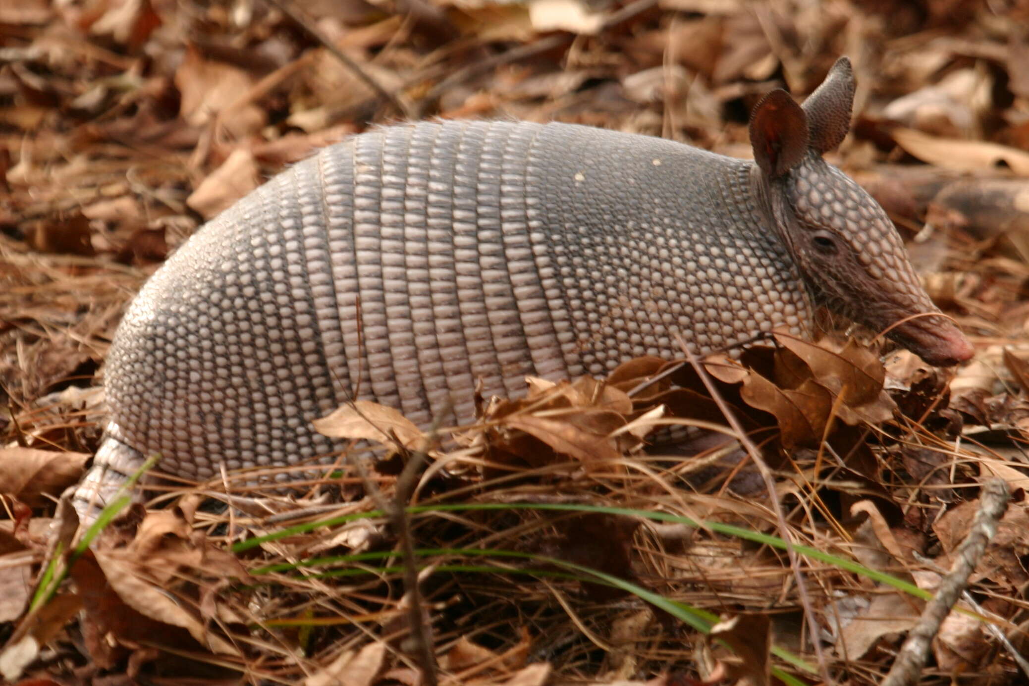 Image of long-nosed armadillos