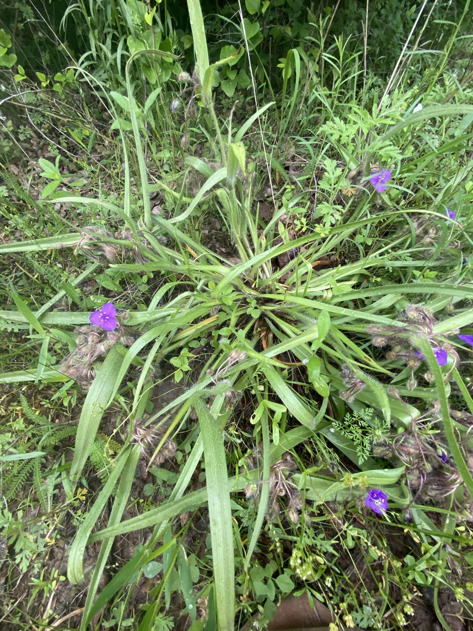 Image of Tharp's spiderwort