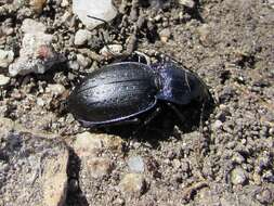 Слика од Carabus (Mesocarabus) lusitanicus Fabricius 1801