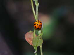 Image of Ladybird beetle