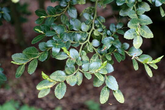 Слика од Eucryphia cordifolia Cav.