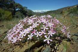 Imagem de Phlox stansburyi subsp. superba (Brand) Wherry