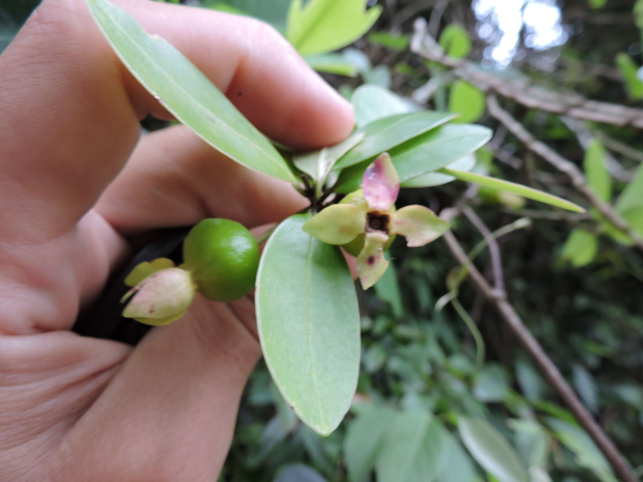 Eugenia speciosa Cambess.的圖片