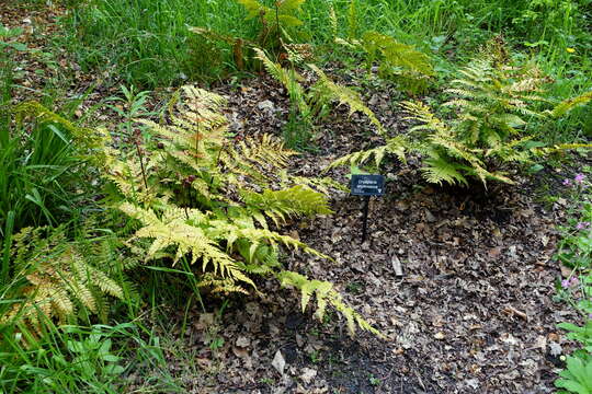 Image de Dryopteris erythrosora (D. C. Eat.) O. Kuntze