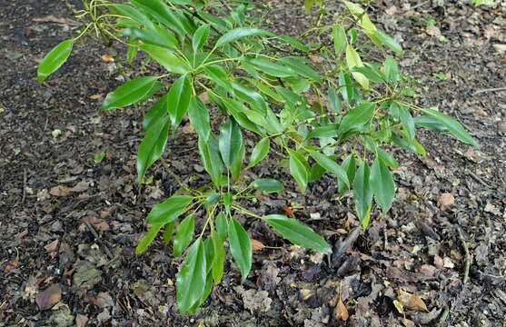 Image of Trochodendron