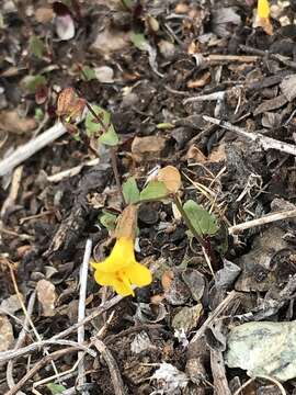 Image of Erythranthe serpentinicola