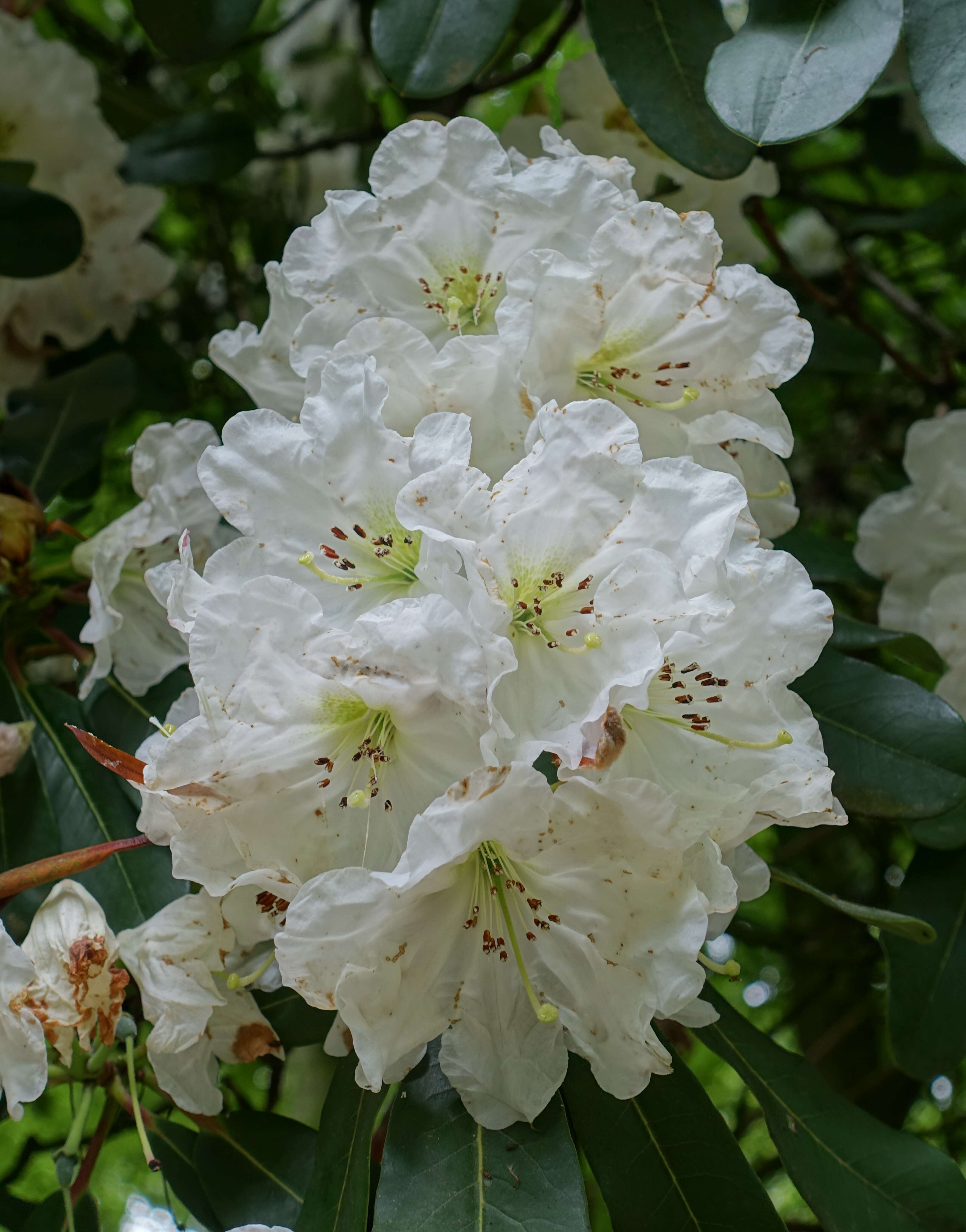 Plancia ëd Rhododendron decorum Franch.