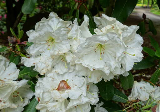 Plancia ëd Rhododendron decorum Franch.