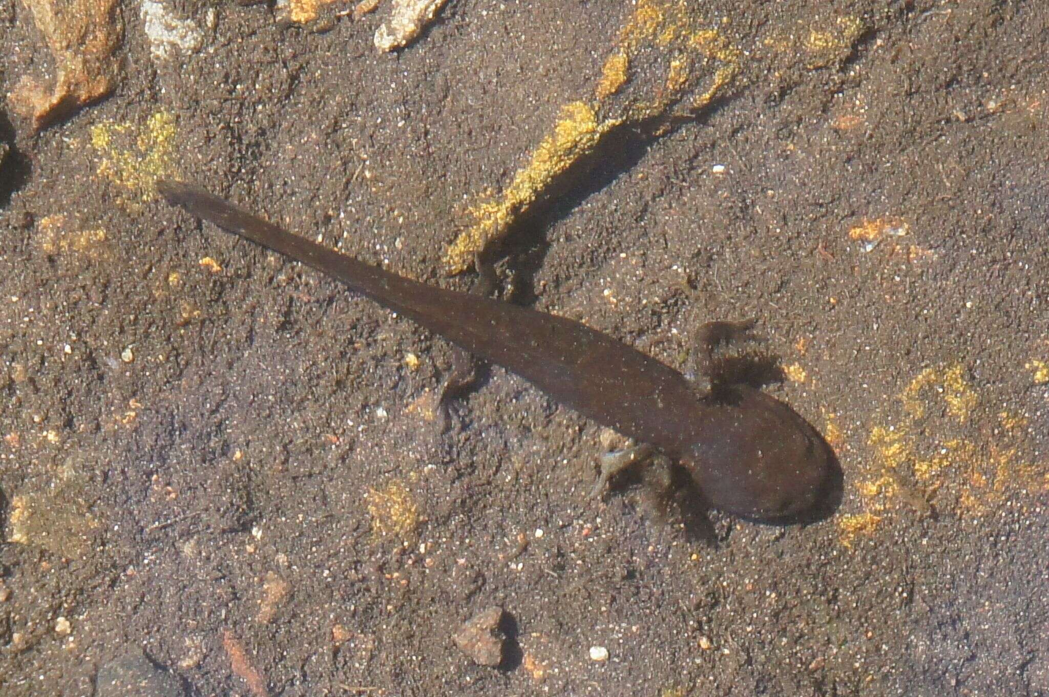 Image of Ambystoma rivulare (Taylor 1940)