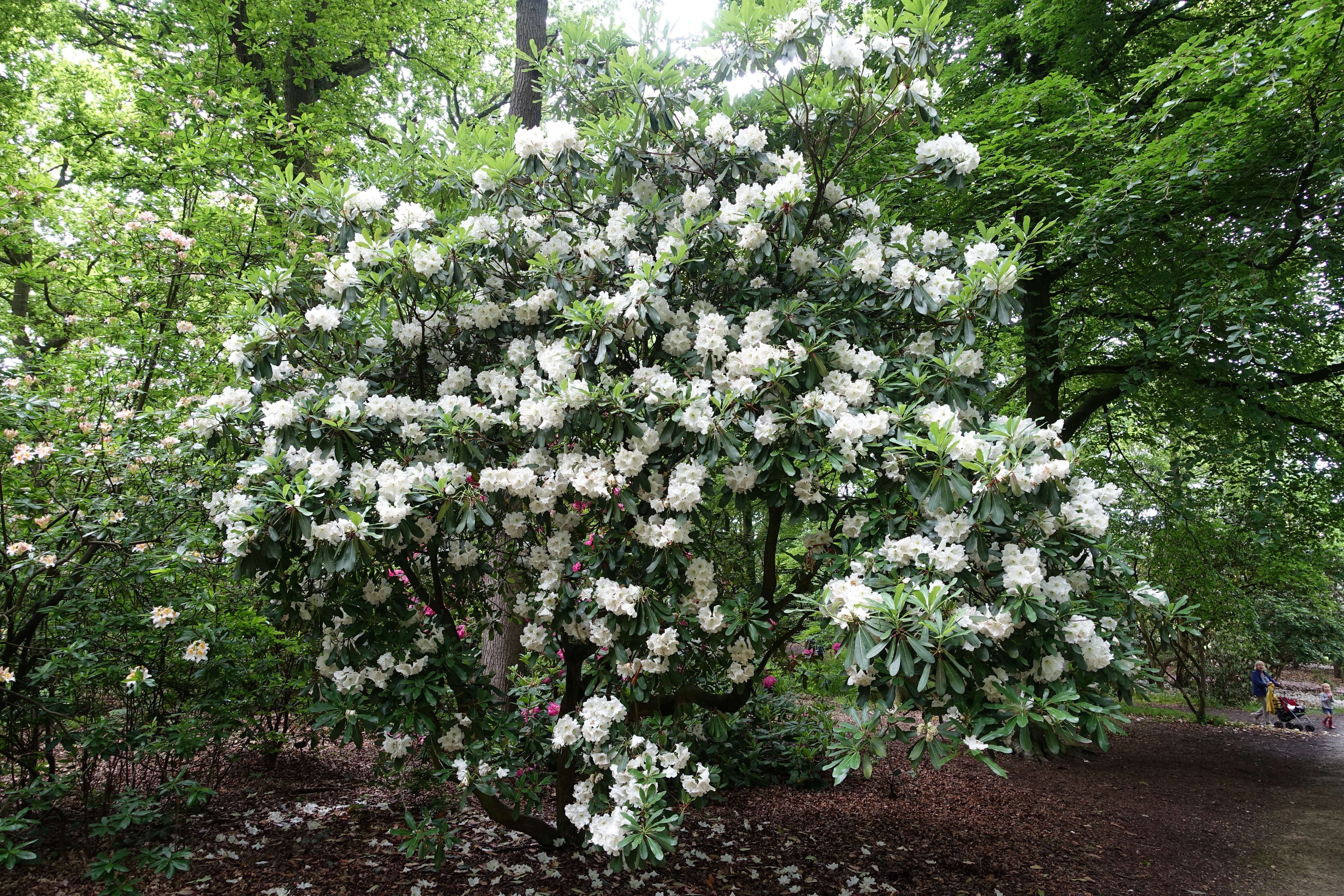 Plancia ëd Rhododendron decorum Franch.