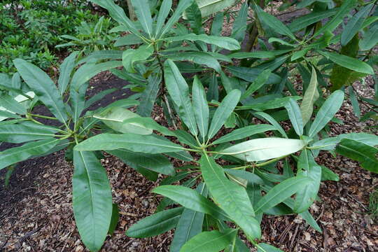 صورة Rhododendron glanduliferum Franch.