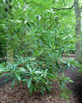 صورة Rhododendron glanduliferum Franch.