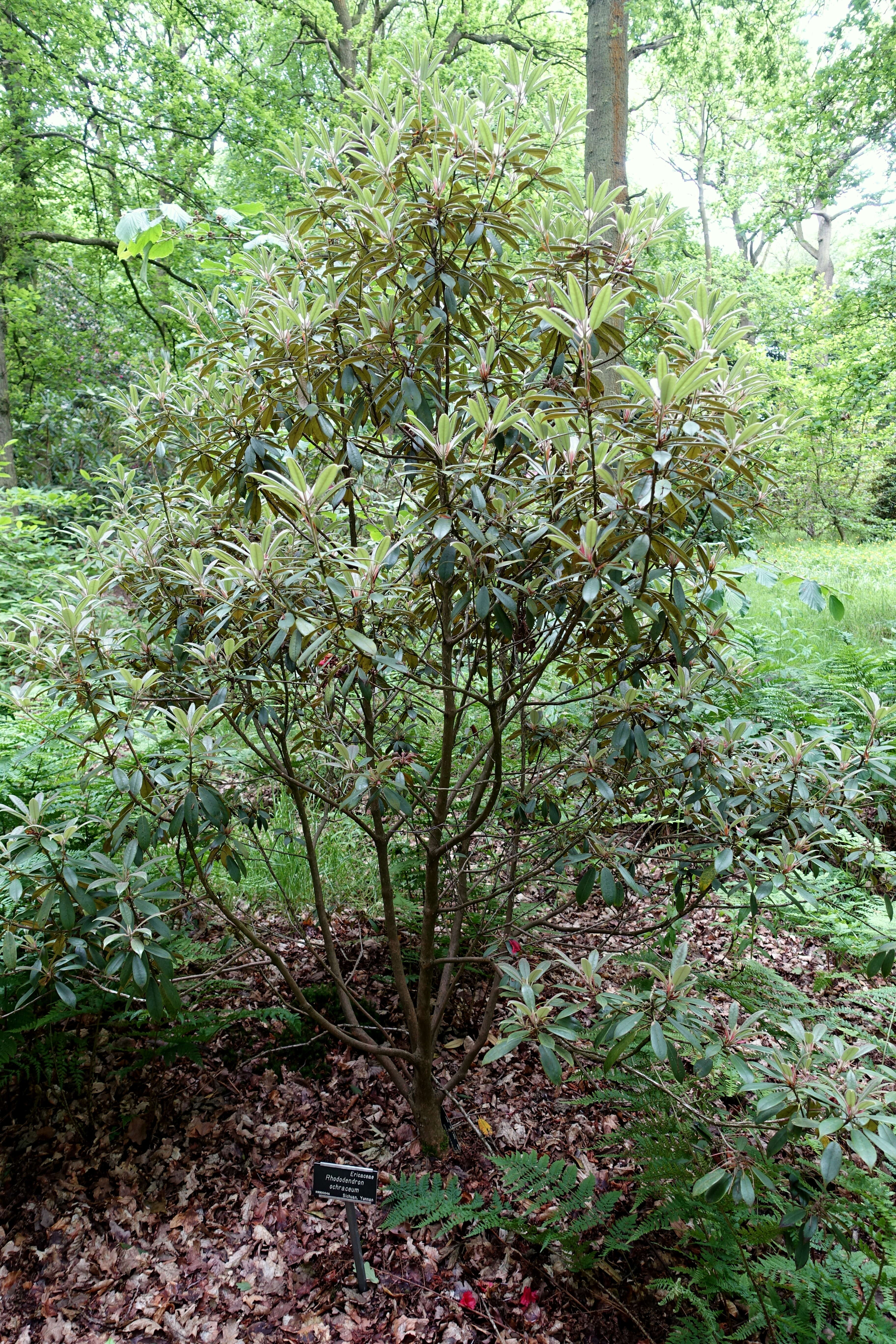 صورة Rhododendron ochraceum Rehder & E. H. Wilson