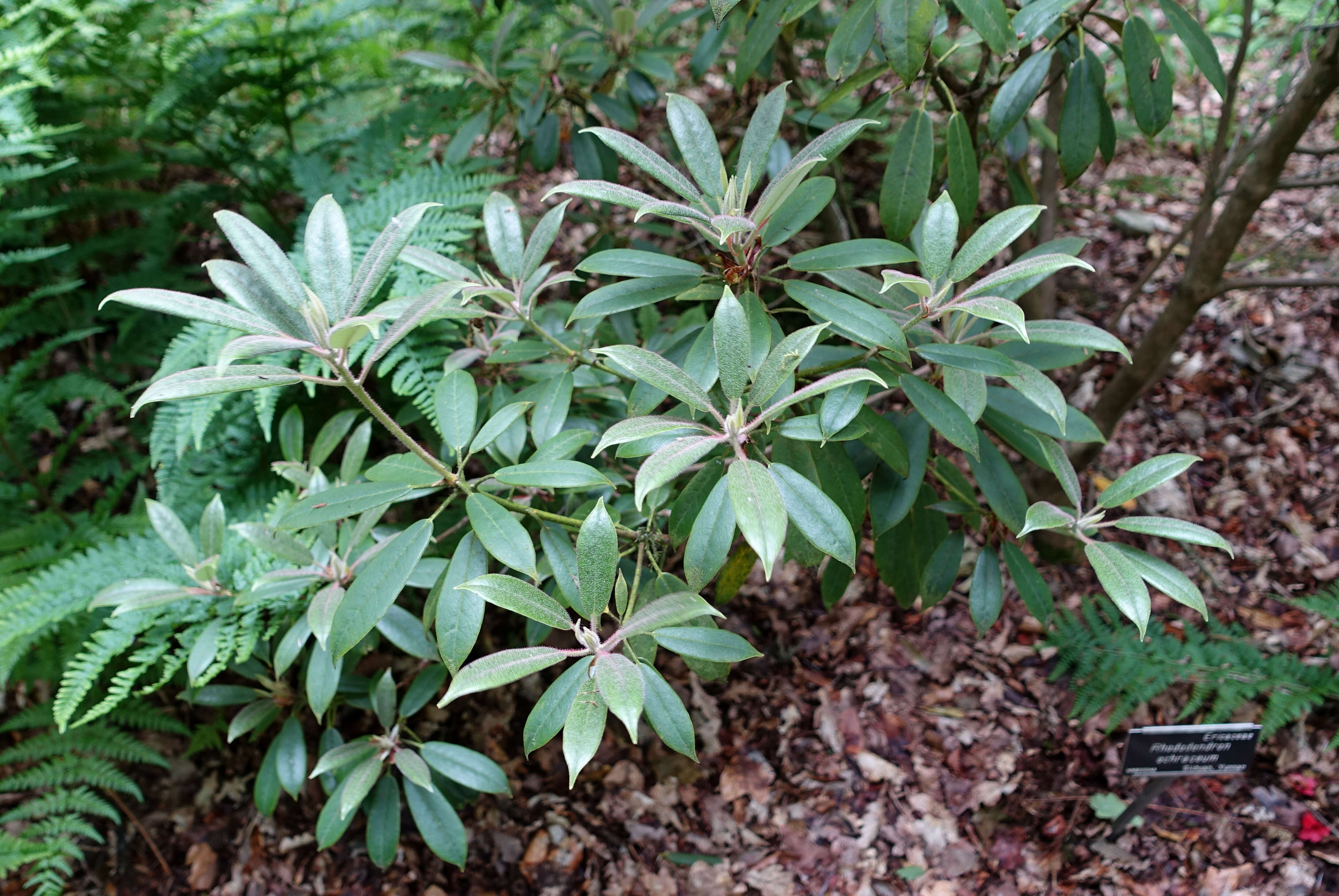 صورة Rhododendron ochraceum Rehder & E. H. Wilson