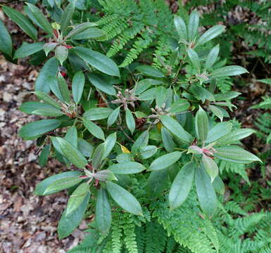 صورة Rhododendron ochraceum Rehder & E. H. Wilson