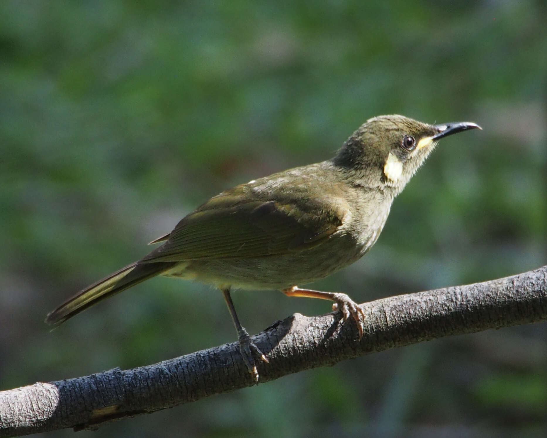 صورة Microptilotis imitatrix (Mathews 1912)