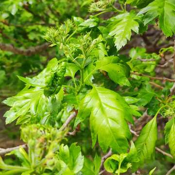 Image of Chinese Hawthorn